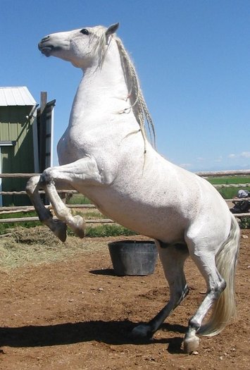 Kefir stegrar 8-27-09-1 - alte frumuseti andalusian horses