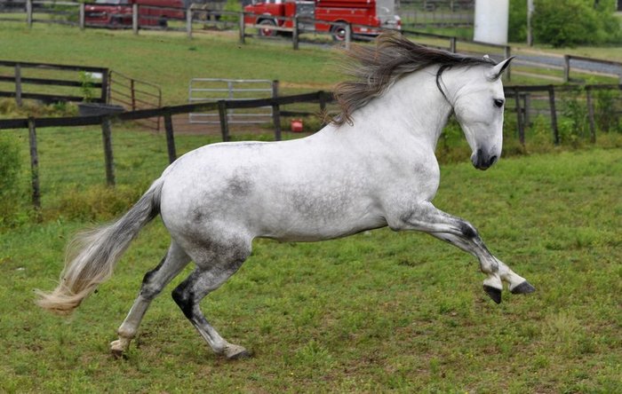 nico_andalusian_5_by_venomxbaby - alte frumuseti andalusian horses