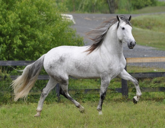 nico_andalusian_15_by_venomxbaby-d38kfcx - alte frumuseti andalusian horses