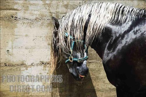 pd2610725 - alte frumuseti andalusian horses