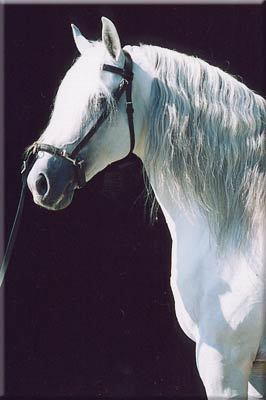 pgclavelbest - alte frumuseti andalusian horses