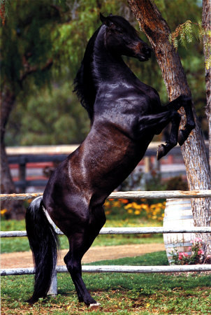 PH0004 - alte frumuseti andalusian horses