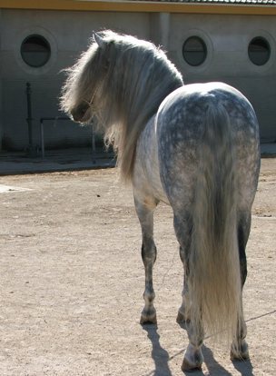realejo-mane-DSCF3050 - alte frumuseti andalusian horses