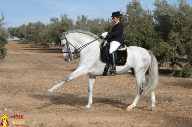 rosa1 - alte frumuseti andalusian horses