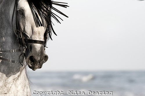 s - alte frumuseti andalusian horses