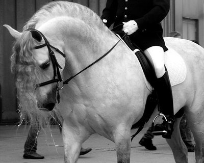 Santiago_2006___Andalusian_by_kschneider - alte frumuseti andalusian horses