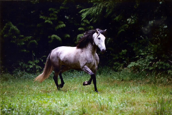 scan001_med - alte frumuseti andalusian horses