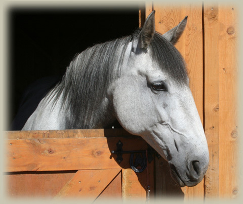 shadow-head-shot2 - alte frumuseti andalusian horses