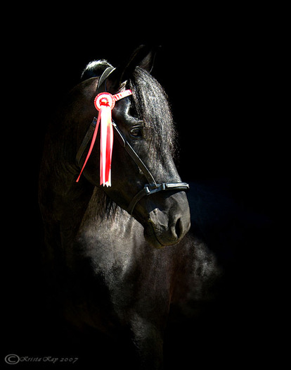 The_Black_Copyright_2008_K_Kay - alte frumuseti andalusian horses