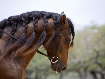 walker-carol-bay-andalusian-stallion-with-plaited-mane-and-bridle-austin-texas-usa - alte frumuseti andalusian horses