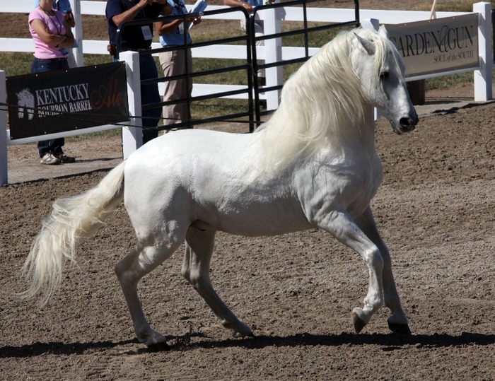 white_andalusian_1_by_venomxbaby-d3098ng - alte frumuseti andalusian horses