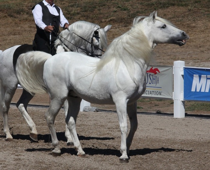 white_andalusian_4_by_venomxbaby-d3a0ezc - alte frumuseti andalusian horses