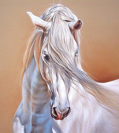 work.6727180.2.flat,550x550,075,f.andalusian-stallion-close-up - alte frumuseti andalusian horses