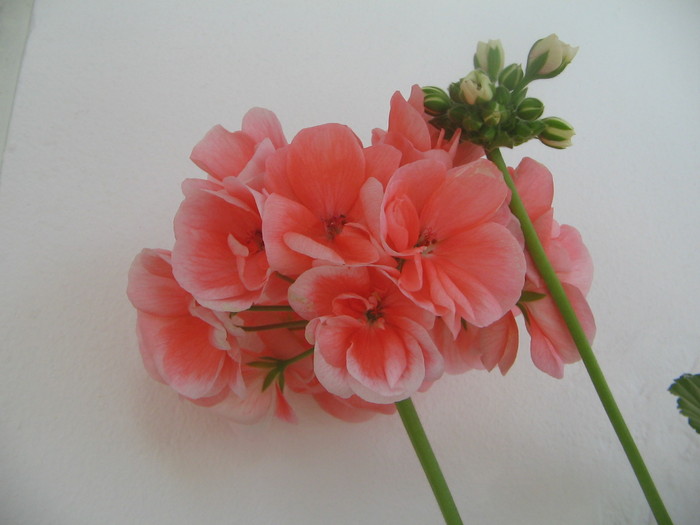23.03.2011 - a Flori 2011