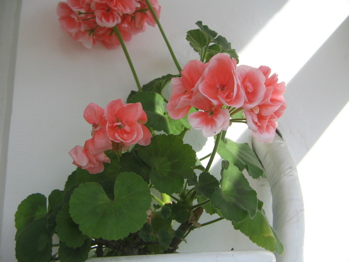  - a Flori 2011