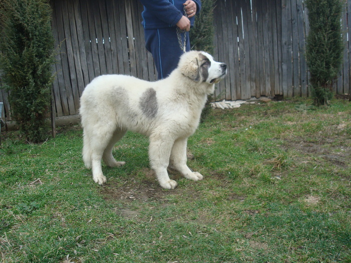 DSC01486; Braduta 5 luni,2saptamani
