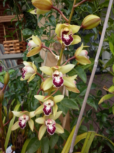 26.03.11 - Cymbidium