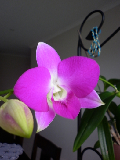 26.03.11 - Dendrobium phal 2