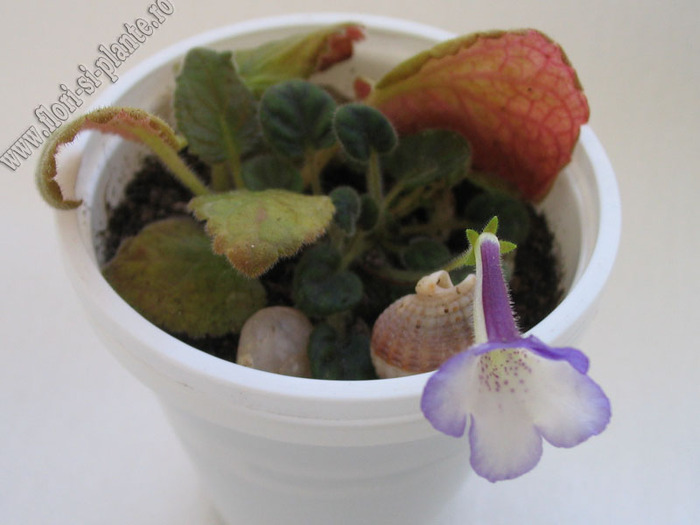 Sinningia Razzmatazz 4 - GLOXINIA _ SINNINGIA
