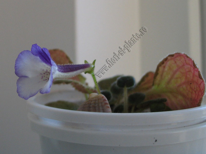 Sinningia Razzmatazz 6 - GLOXINIA _ SINNINGIA