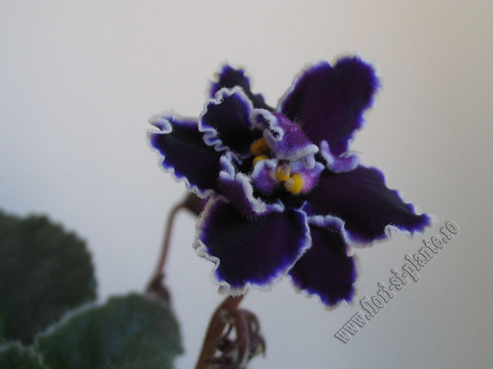 Saintpaulia Black Ace 1 - VIOLETE AFRICANE  - Saintpaulia