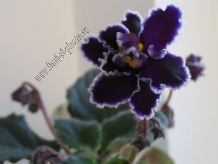 Saintpaulia Black Ace 2