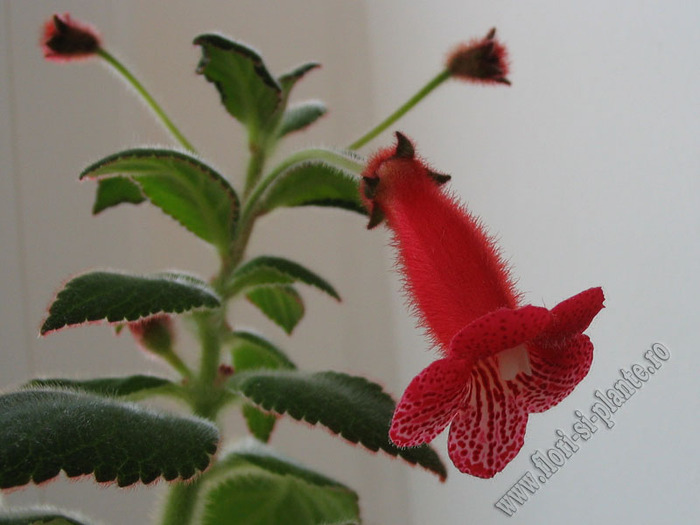 Kohleria Smaprickig rodvit 10