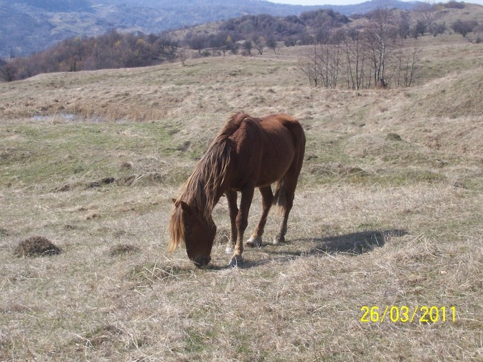 Picture 1312 - cai salbatici