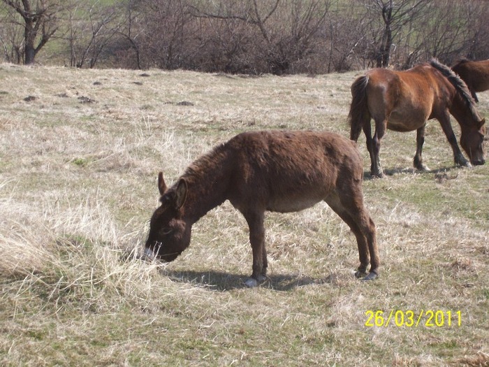 Picture 1321 - cai salbatici