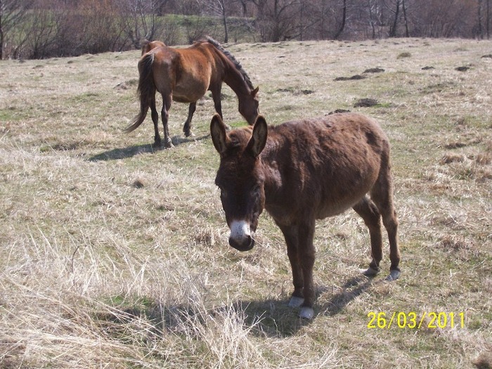Picture 1322 - cai salbatici