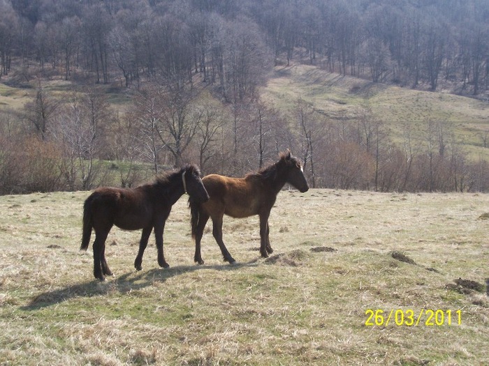 Picture 1333 - cai salbatici