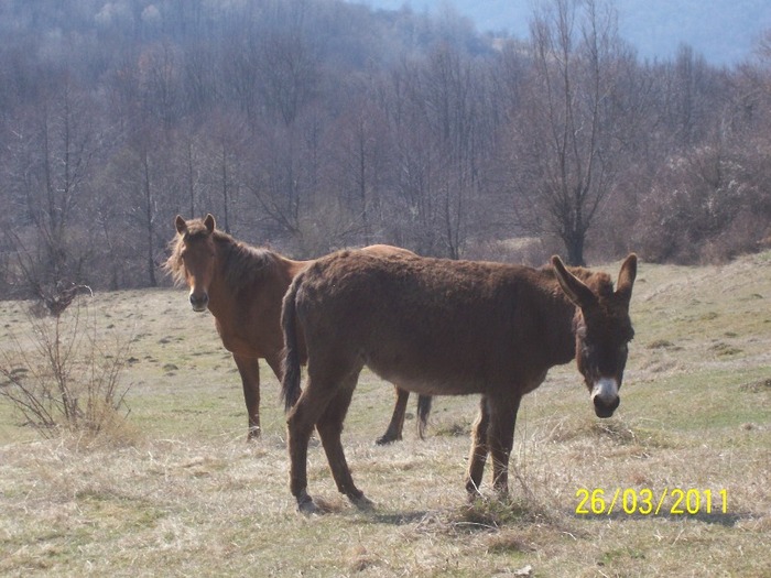 Picture 1337 - cai salbatici