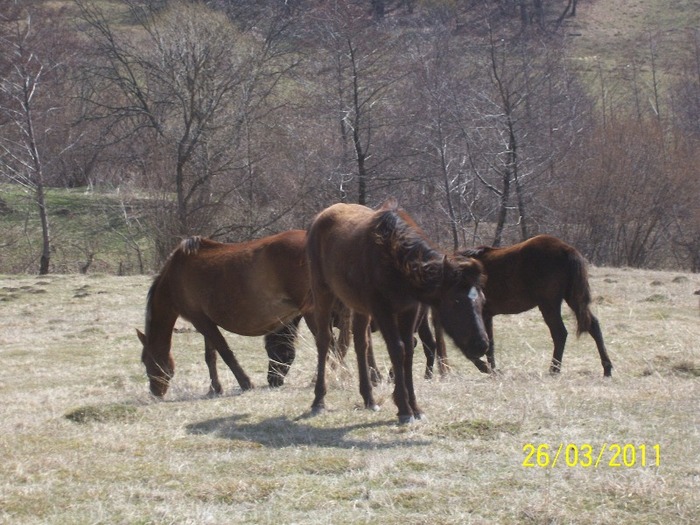 Picture 1343 - cai salbatici