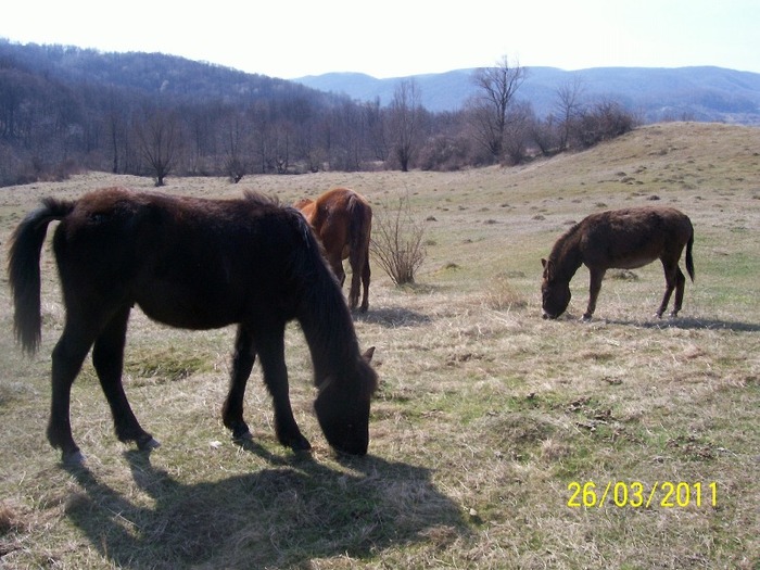 Picture 1344 - cai salbatici