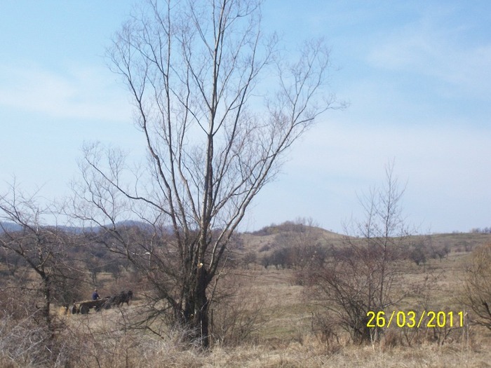 Picture 1271 - alti cai