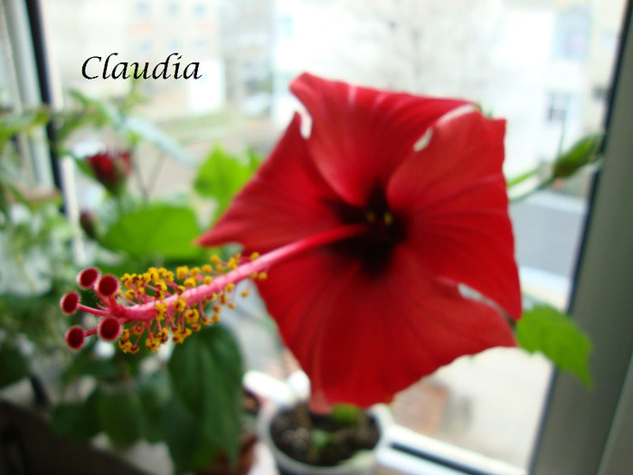 DSC02469 - 0 hibiscus