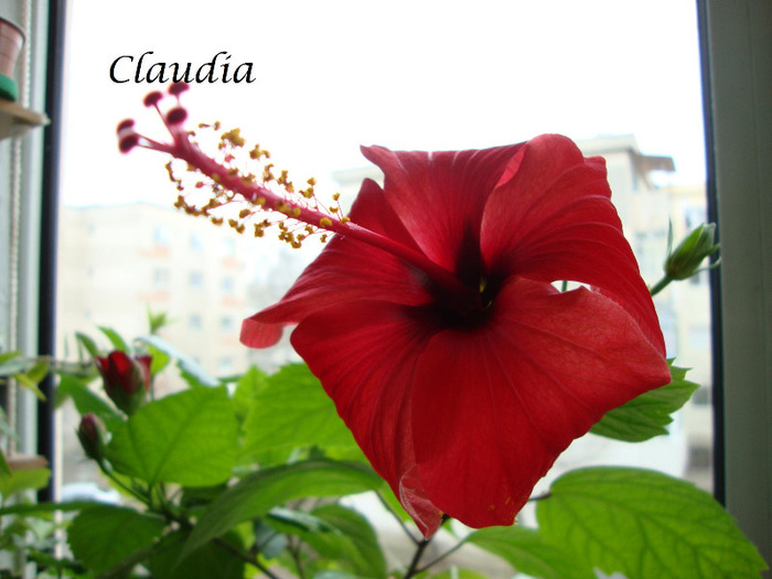 DSC02470 - 0 hibiscus