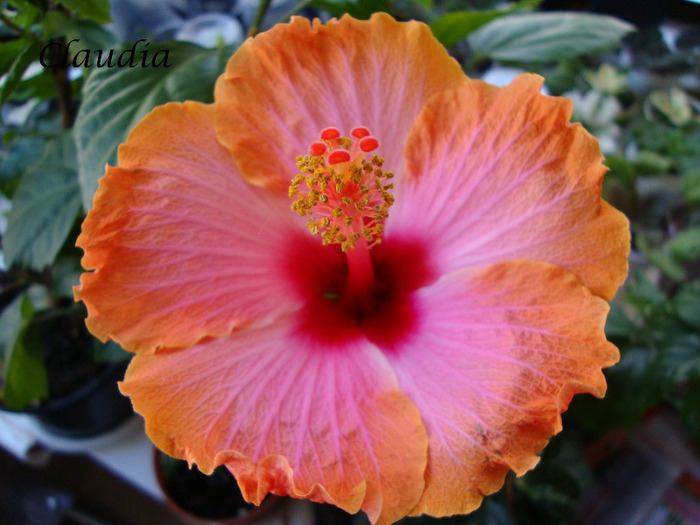 DSC02489 - 0 hibiscus