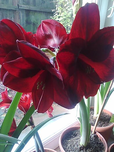 blach pearl - Amaryllis