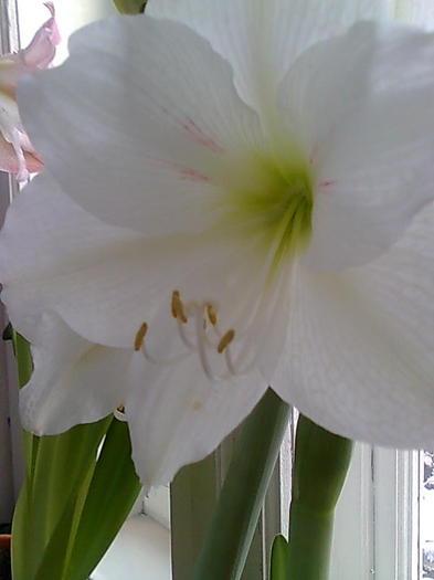 christmas gift - Amaryllis