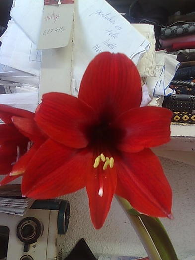 lion red - Amaryllis