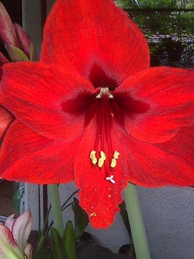 lion red - Amaryllis