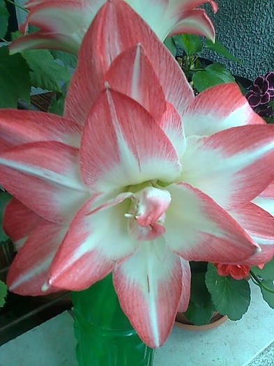 blossom peacock - Amaryllis