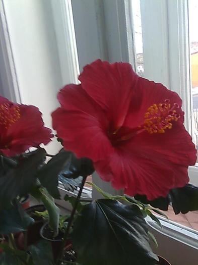 Imagine0433 - HIBISCUS-2012