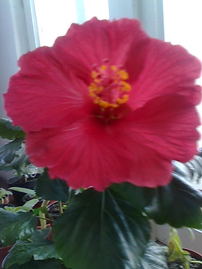 Imagine0434 - HIBISCUS-2012