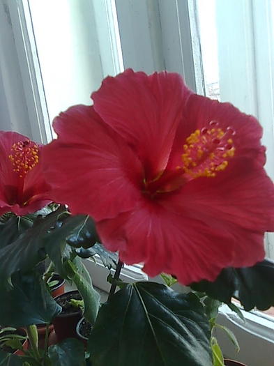 Imagine0435 - HIBISCUS-2012