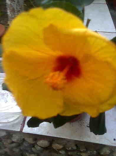 Imagine0085 - HIBISCUS-2012