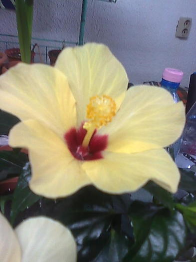 Imagine0189 - HIBISCUS-2012