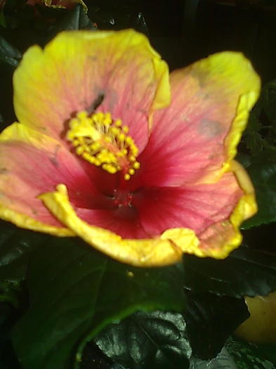 Imagine0200 - HIBISCUS-2012