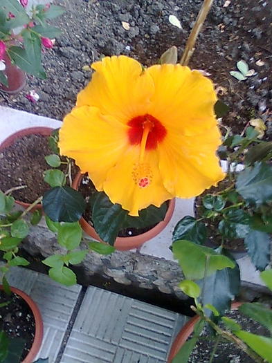 Imagine0226 - HIBISCUS-2012